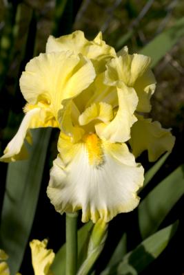 yellowirisCRW_1147-after.jpg