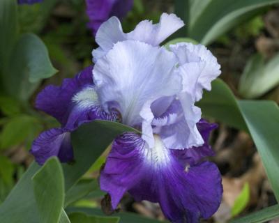 bluepurpleirisCRW_1153-after.jpg