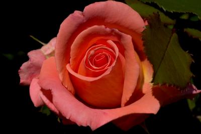 coralroseCRW_1243-after.jpg