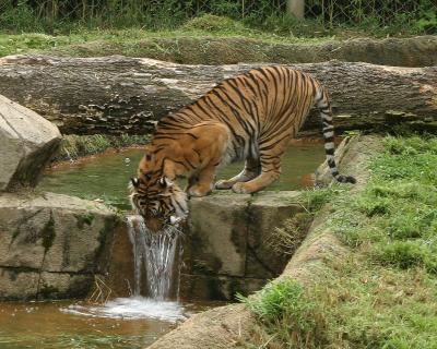tigerdrinking-after.jpg