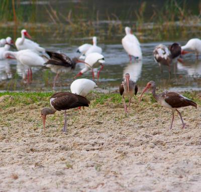 juvenile ibis. at the beach