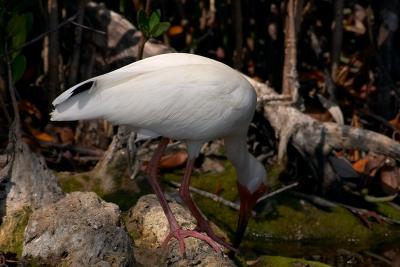 ibis. peering into the water