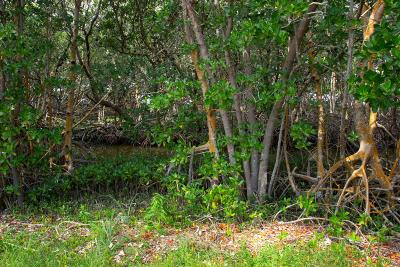 red mangrove swamp