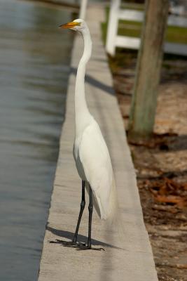 great egret. on the seawall