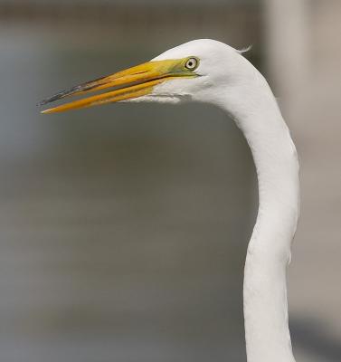 great egret. portrait