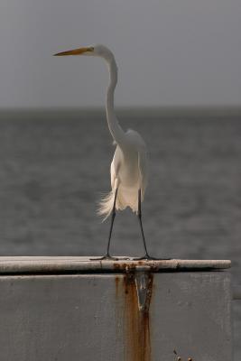great egret. feet wide apart