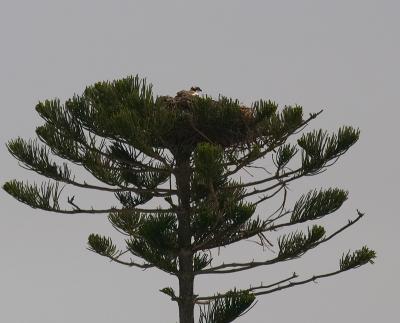 osprey. nesting