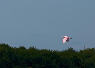 roseate spoonbill. in flight