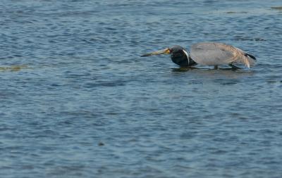 tricolor heron. fishing number two