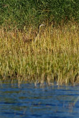 great blue heron. waiting for dinner