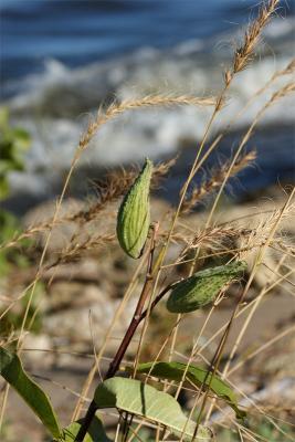 beach milkweed pod
