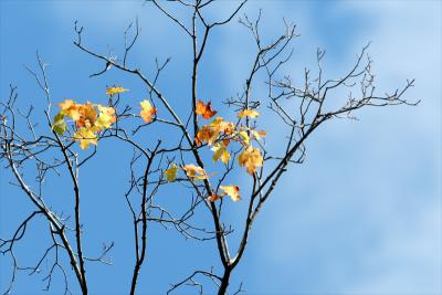 leaves and sky