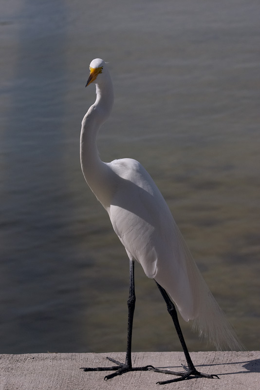 great egret. on the seawall number two