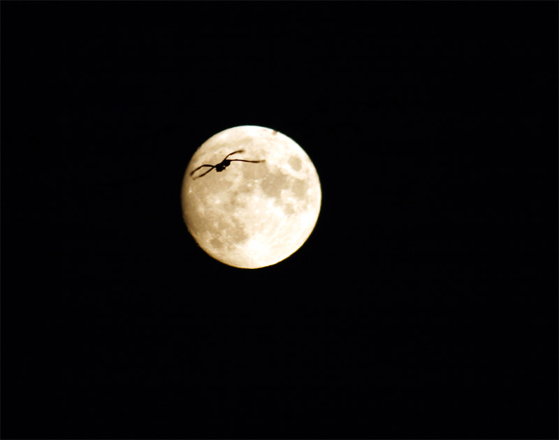 moon and cranes