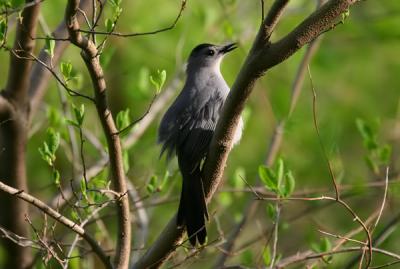 29_smallbirds