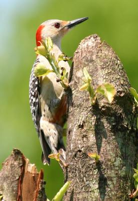 2004_05 Smal Birds in VA