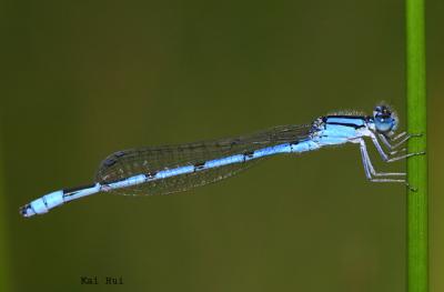 damselflies