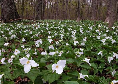 Trilliums.jpg