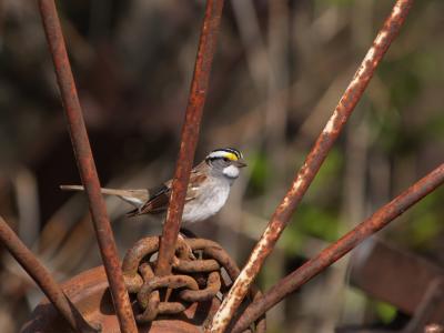 White Throated Sparrow