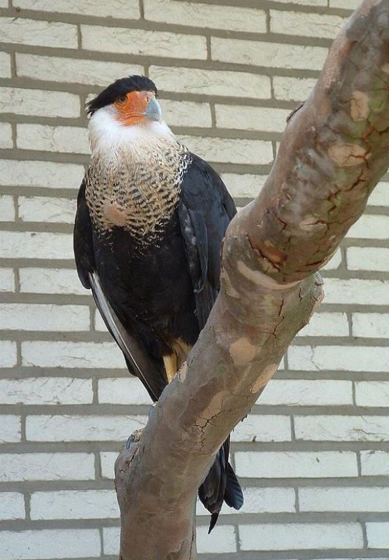 Caracara