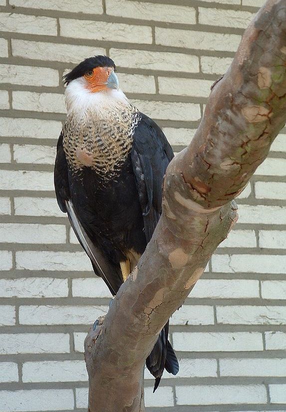 Caracara