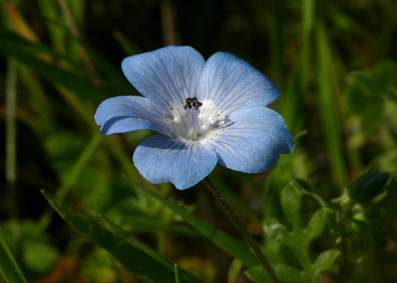112   Baby Blue Eyes flower closeup_7876`0403291044.JPG