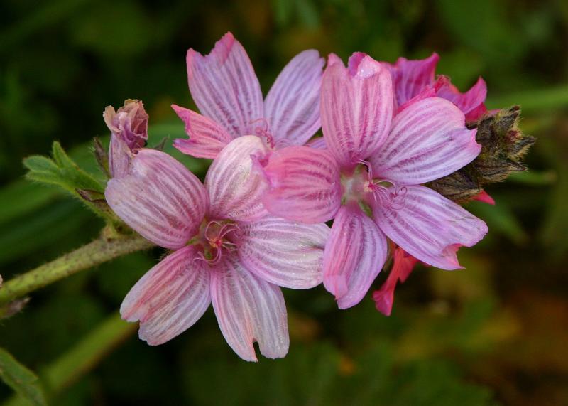 126   Checkerblooms_8295`0404091551.JPG