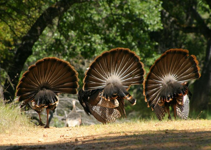 134   3 fanning turkeys from behind_8914`0404121323.JPG
