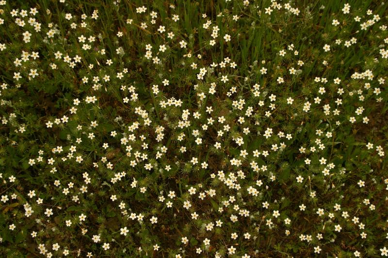 145   Linanthus galaxy_9161`0404161356.JPG