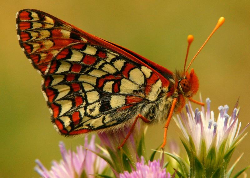 148   Butterfly on thistle_9209`0404161450.JPG