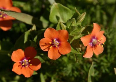 101   Scarlet Pimpernel (very close up)_7137`0403191218.JPG