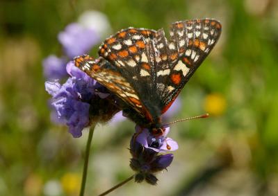 103   Butterfly on Gilia_7294`0403201052.JPG