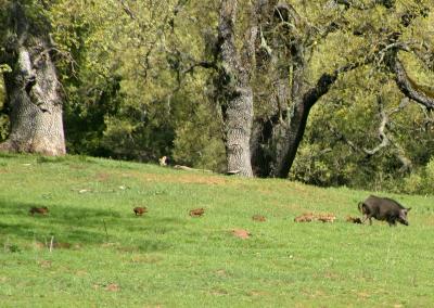 111   Wild piglets running after mama_7853`0403290948.JPG