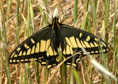 119   Swallowtail butterfly_8065`0404051224.JPG