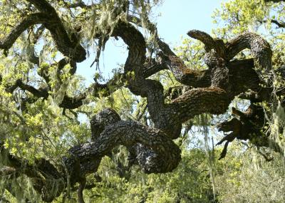 120   Twisted oak branches_8124`0404051333.JPG