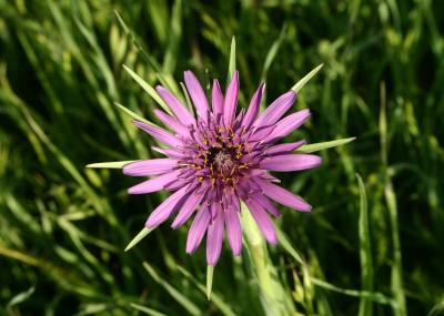 122   Salsify_8181`0404090929.JPG