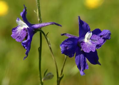 124   2 Larkspurs_8263`0404091426.JPG