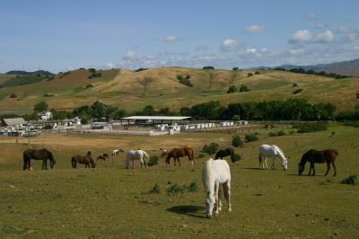 138   Horses, corrals, hills_9015`0404161036.JPG