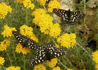 150   3 butterflies on Golden Yarrow_9274`0404211142.JPG