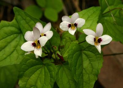 153   3 Two Eyed Violet closeup_9314`0404211410.JPG