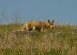 102   Coyote with lunch in mouth_7147`0403191405.JPG