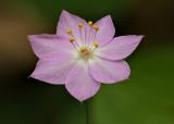 128   Pacific Star Flower closeup_8561~81Blinear`0404101120.jpg