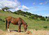 139   Horse, trees, clouds, blue sky_9030Ps`0404161050.jpg