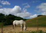 140   White horse, clouds, blue sky_9028`0404161050.JPG