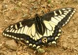 146   Swallowtail butterfly_9180`0404161401.JPG