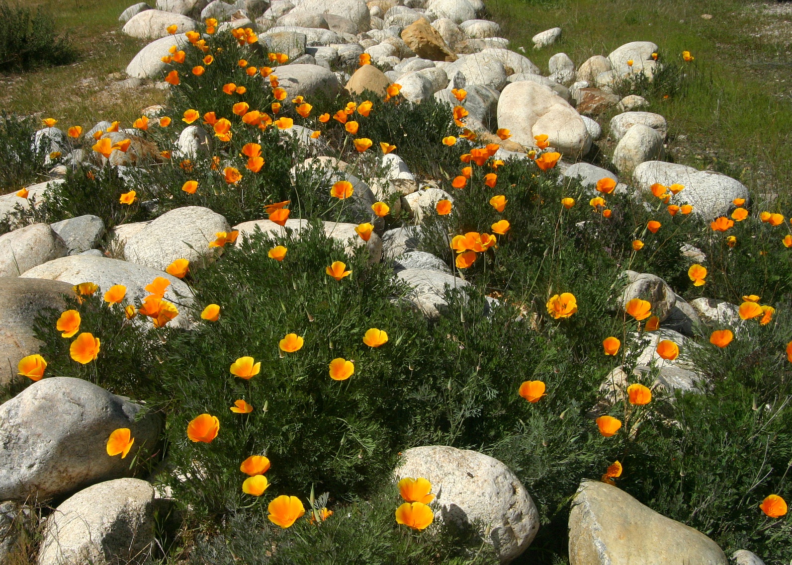 107   Poppies next to Chapparal pkg lot_7660`0403241318.JPG