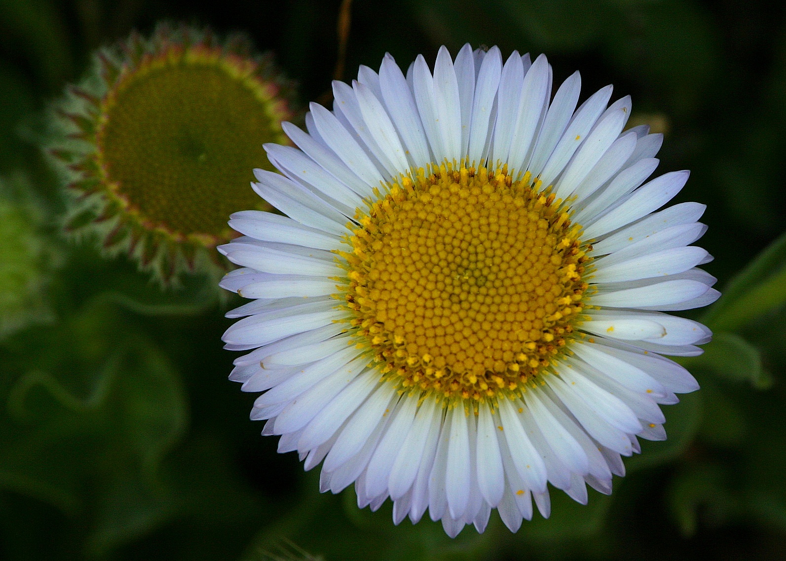 125   Seaside Daisy_8283`0404091542.JPG