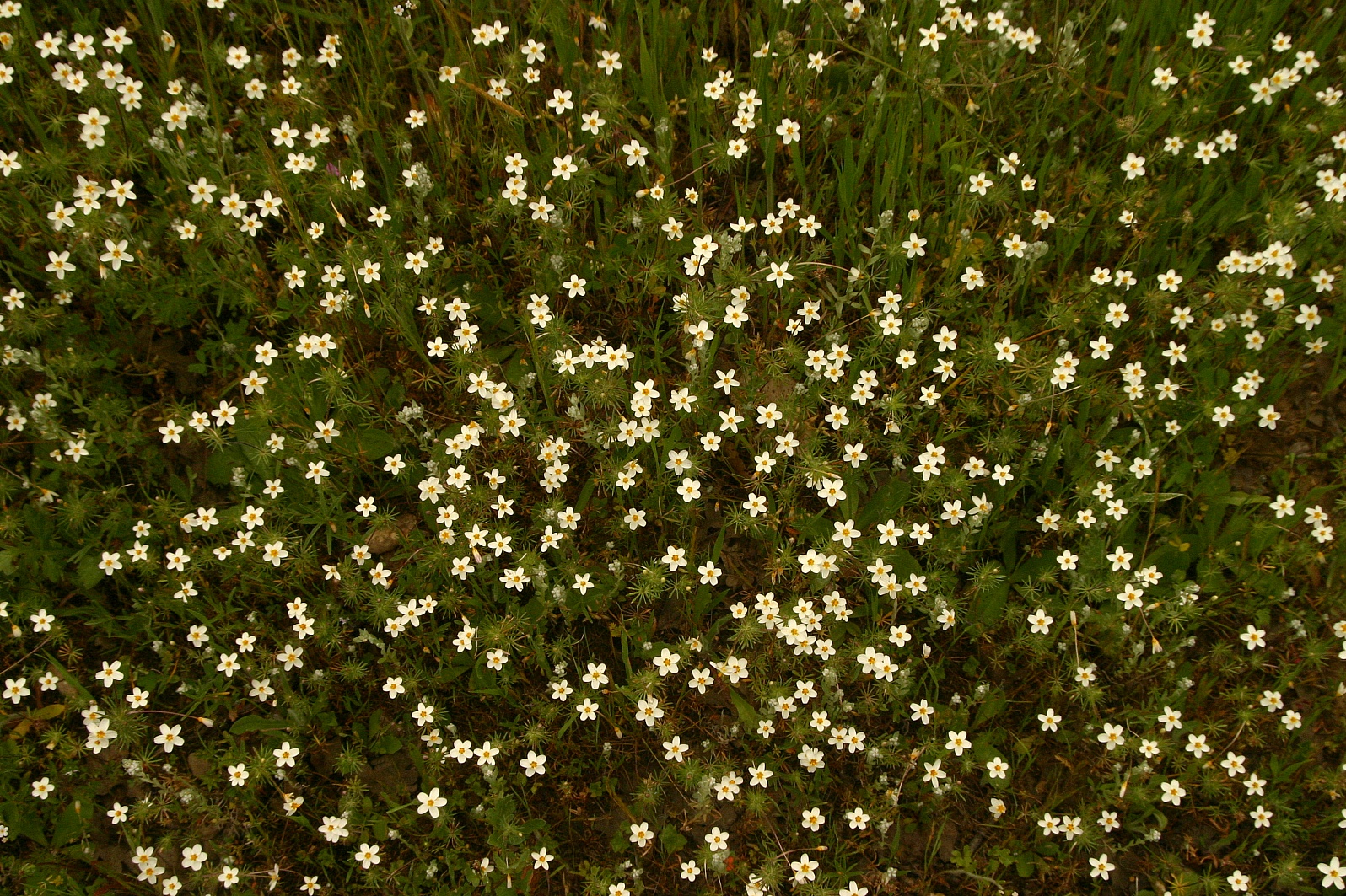 145   Linanthus galaxy_9161`0404161356.JPG