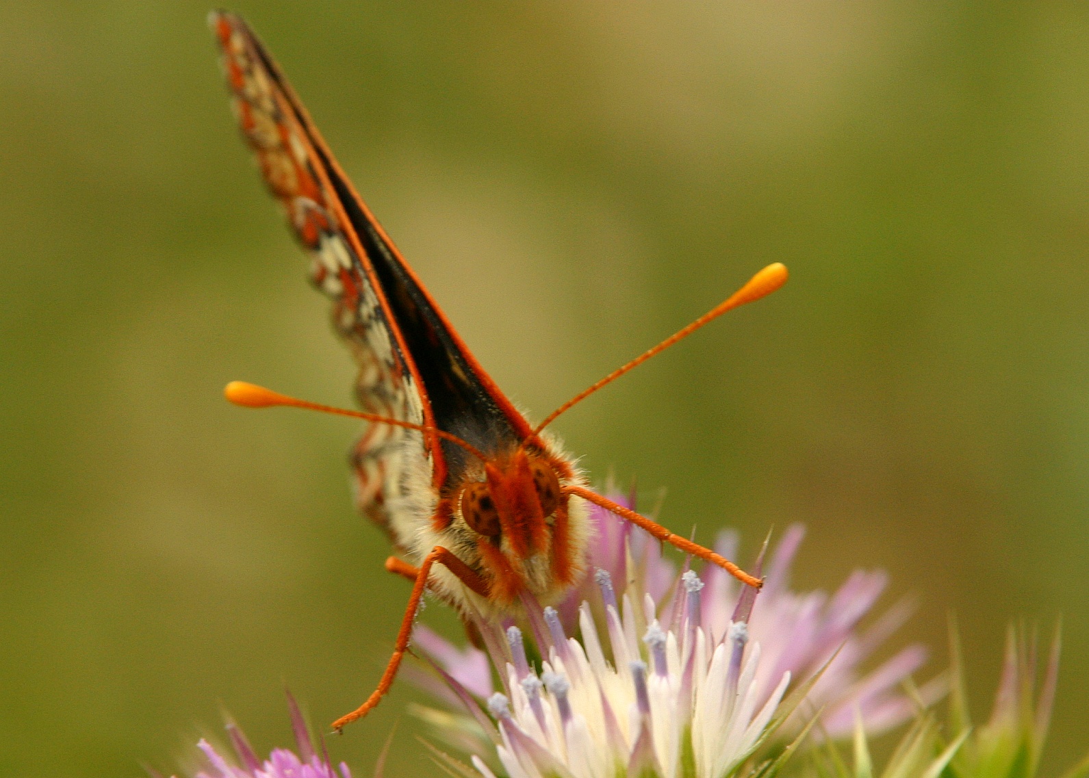 147   Butterfly on thistle_9204`0404161449.JPG