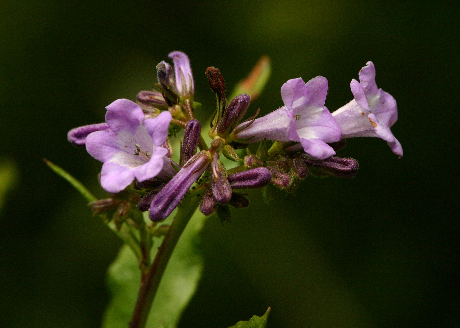 154   purple Yerba Santa_9320`0404211412.JPG